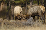 Elk, 2 Young Bulls Sparing-101506-RMNP, Moraine Park-0614.jpg