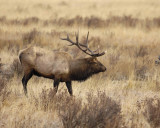 Elk, Bull-101506-RMNP, Moraine Park-0511.jpg