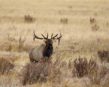 Elk, Bull ,Bugling-101506-RMNP, Moraine Park-0425.jpg