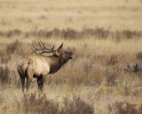 Elk, Bull, Bugling-101506-RMNP, Moraine Park-0525.jpg