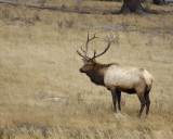Elk, Bull ,Mud on Horns-101406-RMNP, West Horseshoe Park-0741.jpg