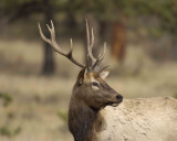 Elk, Bull, Young-101506-RMNP, Moraine Park-0559.jpg