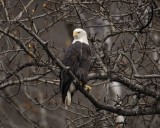 Eagle, Bald-103006-Chilkat River, Haines, AK-0621.jpg