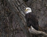 Eagle, Bald-103106-Chilkat River, Haines, AK-0149.jpg