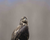 Eagle, Bald, Juvenile-102906-Chilkat River, Haines, AK-0499.jpg