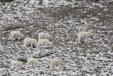 Sheep, Dall, Herd-110106-Kluane NP, Sheep Mtn, Yukon, Canada-0493.jpg