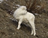 Sheep, Dall, Lamb-110106-Kluane NP, Sheep Mtn, Yukon, Canada-0286.jpg