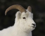 Sheep, Dall, Ram-110106-Kluane NP, Sheep Mtn, Yukon, Canada-0150.jpg