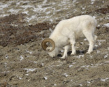 Sheep, Dall, Ram-110106-Kluane NP, Sheep Mtn, Yukon, Canada-0207.jpg