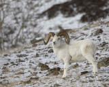 Sheep, Dall, Ram-110106-Kluane Natl Park, Sheep Mtn, Yukon, Canada-#0216.jpg