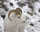 Sheep, Dall, Ram-110106-Kluane NP, Sheep Mtn, Yukon, Canada-0401.jpg