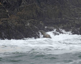 Sea Lion, California, landing in Fog-123106-Bird Rock, Pacific Grove, CA, Pacific Ocean-0162.jpg