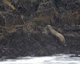 Sea Lion, California, landing in Fog-123106-Bird Rock, Pacific Grove, CA, Pacific Ocean-0169.jpg