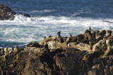 Sea Lions, California-122806-Sea Lion Rocks, Point Lobos State Reserve, Carmel, CA-0002.jpg