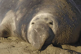 Seal, Northern Elephant, Bull-122906-Piedras Blancas, CA, Pacific Ocean-0011.jpg