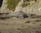 Seal, Northern Elephant, Bull-122906-Piedras Blancas, CA, Pacific Ocean-0137.jpg