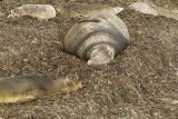 Seal, Northern Elephant, Bull-122906-Piedras Blancas, CA, Pacific Ocean-0730.jpg