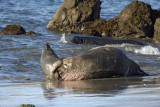 Seal, Northern Elephant, Bull pinning another-123006-Piedras Blancas, CA, Pacific Ocean-0494.jpg