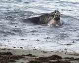 Seal, Northern Elephant, Bulls, 2 fighting-123006-Piedras Blancas, CA, Pacific Ocean-0131.jpg