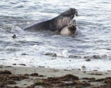 Seal ,Northern Elephant, Bulls, 2 fighting-123006-Piedras Blancas, CA, Pacific Ocean-0134.jpg