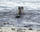 Seal, Northern Elephant, Bulls, 2 fighting-123006-Piedras Blancas, CA, Pacific Ocean-0144.jpg