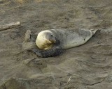 Seal, Northern Elephant, Cow,  Pup-123006-Piedras Blancas, CA, Pacific Ocean-0169.jpg