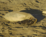 Seal, Northern Elephant, Cow,  Pup-123006-Piedras Blancas, CA, Pacific Ocean-0217.jpg