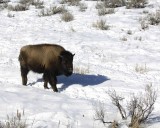 Bison, Calf-021707-Tower Junction, Yellowstone Natl Park-0086.jpg