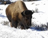 Bison, Cow-021707-Tower Junction, Yellowstone Natl Park-0098.jpg