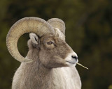 Sheep, Rocky Mountain, Ram-021607-Lamar Valley, Yellowstone Natl Park-0032.jpg