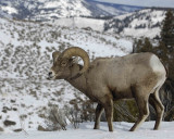 Sheep, Rocky Mountain, Ram-021607-Wreckers, Yellowstone Natl Park, WY-#0106.jpg