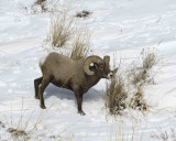 Sheep, Rocky Mountain, Ram-021707-Lamar Valley, Yellowstone Natl Park-0042.jpg