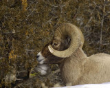 Sheep, Rocky Mountain, Ram-021707-Wreckers, Yellowstone Natl Park-0185.jpg