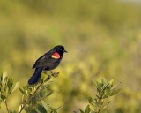 Blackbird, Red-winged-031307-Black Point Wildlife Drive, Merritt Island NWR-0126.jpg