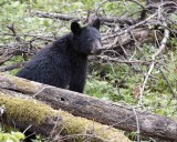 Bear, Black, Cub-042207-Sugarland Mtn, Little Pigeon River Area, Great Smoky Mtns NP-0063.jpg