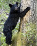 Bear, Black, Cub, Climbing Tree-042107-Sugarland Mtn, Little Pigeon River Area, Great Smoky Mtns NP-0071.jpg