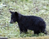 Bear, Black, Cub, eating plants-042207-Sugarland Mtn, Little Pigeon River Area, Great Smoky Mtns NP-0112.jpg