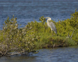 Heron, Great Blue-042307-Little Pond, Rd Merritt Island NWR-0035.jpg