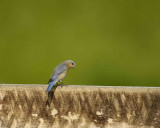 Bluebird, Eastern, Female-052007-Sky Meadows State Park, Delaplane, VA-0064-8X10.jpg