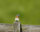 Bluebird, Eastern, Male-052007-Sky Meadows State Park, Delaplane, VA-0008-8X10.jpg