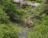 Bear, Kodiak, walking thru brush-071107-Discoverer Bay, Afognak Island, AK-0221.jpg