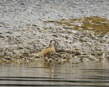 Fox, Red-070707-Phoenix Bay, Afognak Island, AK-0374.jpg