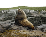 Sea Lion, Stellar, Bull-071107-Sea Otter Island, Gulf of Alaska-0517.jpg