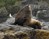 Sea Lion, Stellar, Bull-071107-Sea Otter Island, Gulf of Alaska-0553.jpg