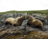Sea Lion, Stellar, Bull, 2 barking at each other-071107-Sea Otter Island, Gulf of Alaska-0457.jpg