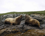 Sea Lion, Stellar, Bull, 2 barking at each other-071107-Sea Otter Island, Gulf of Alaska-0460.jpg
