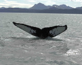 Whale, Humpback-070807-Perenosa Bay, Afognak Island, AK-0087.jpg