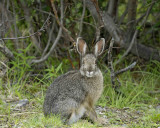 Hare, Snowshoe, Summer Phase-071307-Denali NP Road, Denali NP-0195.jpg