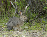 Hare, Snowshoe, Summer Phase-071307-Denali NP Road, Denali NP-0205.jpg
