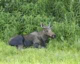 Moose, Young Bull, laying down-072107-Campbell Creek, Minnesota Ave, Anchorage, AK-0205.jpg